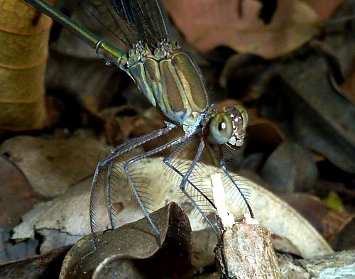 Phaon iridipennis